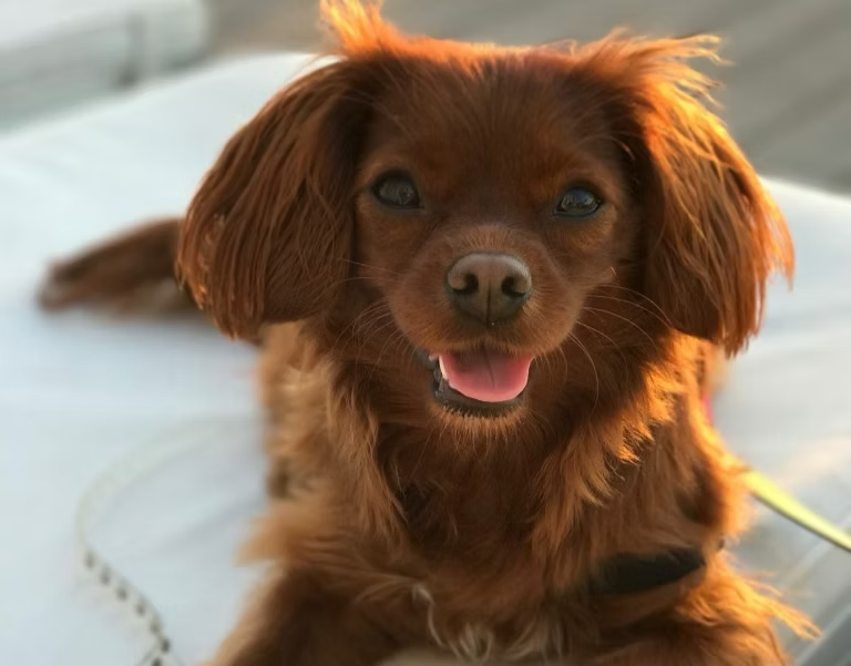 Hazel