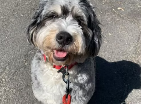 Yogi